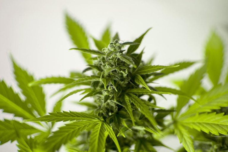 Czy feminizowane nasiona marihuany to dobry zakup?