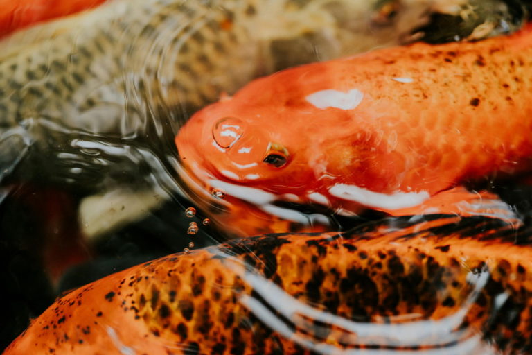 Narybek karp koi – jak hodować od podstaw